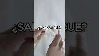 &iquest;SABIAS QUE? Datos curiosos. #cortos