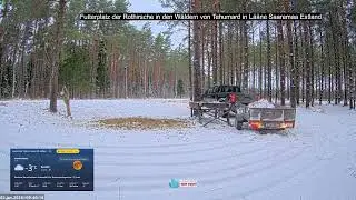 2026 01 02 Futterplatz der Rothirsche in den W&auml;ldern von Tehumard in L&auml;&auml;ne Saaremaa Estland