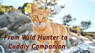 From Wild Hunter to Cuddly Companion: The Enduring Allure of the Feline