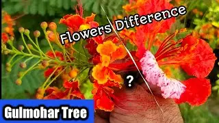 Gulmohar flowers | Gulmohar plant flowers types | Gulmohar tree plant