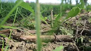 Springtime Outdoor Sounds with Train Horn Passing by in the Distance. ASMR