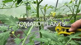 Hmong Farming: Pruning & Tying Tomato Plants