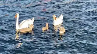 Swan 🦢 Cob, Pen  and cygnets 🦢