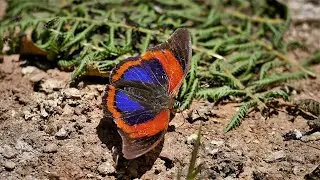 Prepona praeneste buckleyana