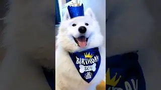 Top 10 Things You Should Pay More Attention To... #samoyed #dog #shorts