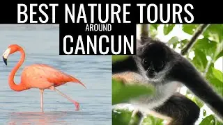 Best nature and wildlife tours around Cancun and Playa del Carmen