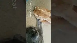 Cat gives rabbit a massage. #new#shorts#rabbit#massage#cute