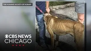 Charges brought after dogs die in a hot truck traveling in Indiana