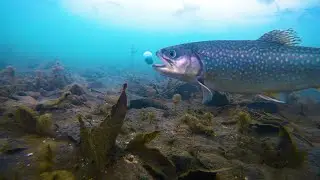 Testing underwater trout baits #fishing #troutfishing #underwater