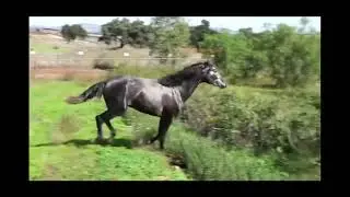 Barocker Cartujano Hengst - 2022 - Hierro del Bocado