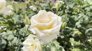 White Rose Blooms in Sunny Garden With Green Leaves and Buds