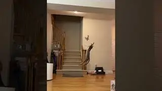 Slow Motion Cat Misses by Millimeters || ViralHog