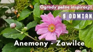 Anemony,  kwiaty które zachwycają! 🌸 Zawilce robią WOW na rabatach. 🩷