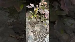 Tree in rock 🪨 🌲