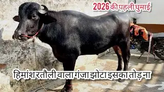 हिमांशु रतौली वाला गंजा झोटा ||2026 की पहली घुमाई झोटे की|| बिना डंडी काटे के बहुत कम मिलते है ऐसे