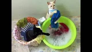 A cat doing laundry/洗濯する猫/Un gato lavando la ropa/कपड़े धोती बिल्ली