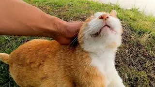 Исцеление горогоро звуком парковой кошки
