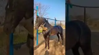 monkey and horse#shorts