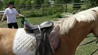 3 Year old North American Sport Pony For Sale(1)