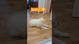 Is your Japanese Spitz puppy barking scary?  😁 #puppy