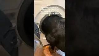 Great service and professional attitude. #sillydog #dogloversdog #dogsofyoutube