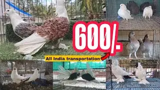 Top Quality fancy pigeons - Affordable price - All india transportation 🚚