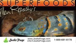 Which Repashy Supplement is Right for My Pets?