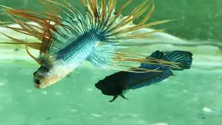 temporada 1 de los peces betta de república dominicana capítulo 2