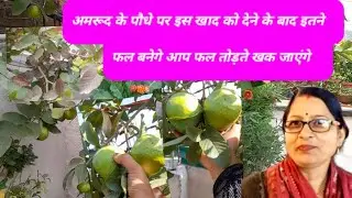 अमरूद के पौधे पर ज्यादा फल के लिए कौन सी खाद ङाले ?अमरूद के पौधे मे ज्यादा फल कैसे प्राप्त करे ?