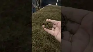 Tea Powder Making Process☕️Part-1 #munnar #subscribe #youtubeshorts #shorts #lockhart #youtube