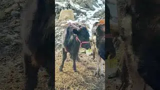А вы как отучиваете телят от материнского молока ❓