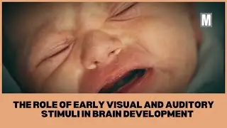 The Role of Early Visual and Auditory Stimuli in Brain Development