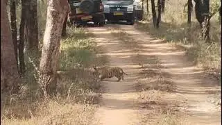 PENCH JUNGAL SAFARI today morning Safari khawasa gate jugni female with 5 cubs 