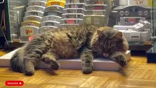 Nala Sleeping for 10 Minutes &bull; Relaxing Cat Loop music 4K