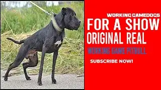 Working Gamedogs for a show - Original Real Working Game American Pitbull Terrier
