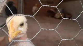 Desenvolvimento dos pintinhos Embrapa 051