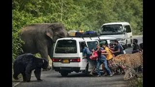 Elephant Takes Control of the Road 😱 Wildlife Chaos Unfolds