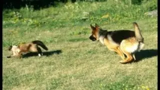 HOW TO TEACH YOUR DOG THE COMMAND LEAVE IT!