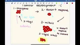 Tumor development