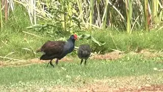 Gangly grazing Swamphen chick reminds me of a Velociraptor and its other dinosaur ancestors.
