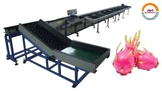 Industrial Pitaya Weight Sorting Grading Machine GWE-21000 Automatic Dragon Fruit Sorter Grader