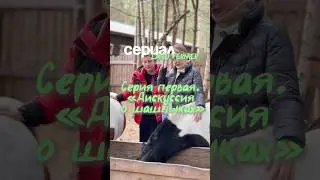 Discussion about shashlik 🍖 #farm #profitablefarm #donkey_milk #animals #rams #farmer
