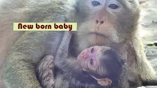 Monkey Tara gave birth , New born baby Tia so alert and adorable