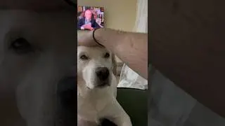 Лабрадор кайфующий #лабрадор #labrador #funny #puppy #relaxing #dog #pets