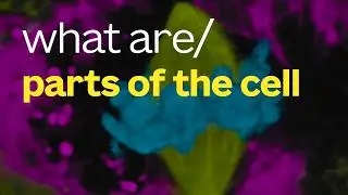 What are the parts of the cell?