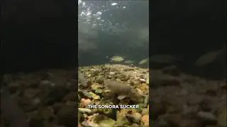 Desert Sucker are strikingly similar to the Sonora Sucker #desert #nativefish #nature #conservation