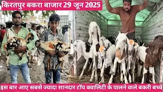 किरतपुर बकरा बाजार की 29 जून 2025 की वीडियो | पालने वाले बकरी के छोटे खूबसूरत बच्चे | रेड फिश न्यूज