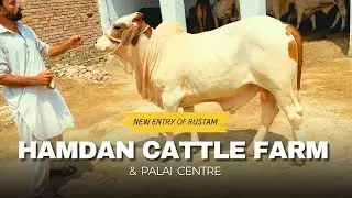 Rustam New Entry At Hamdan Palai Centre|#Mandivisit|
