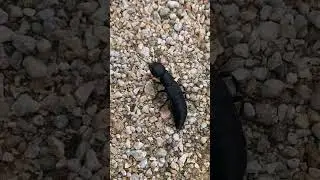 Ocypus olens  (Lat)