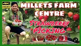 Millets FARM CENTRE / Our STRAWBERRY Picking Day Out !!!